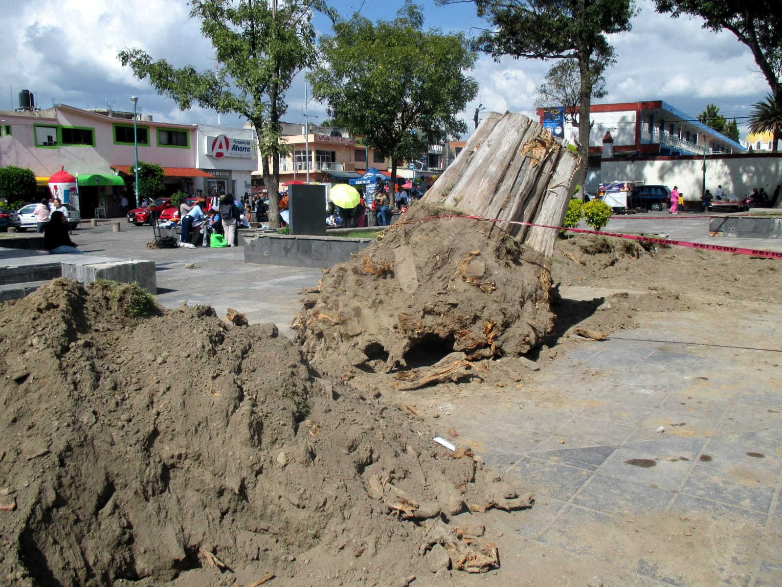 Retiro de troncos en Parque Hidalgo corresponde a ejemplares secos y enfermos; habrá una considerable plantación de nuevos árboles